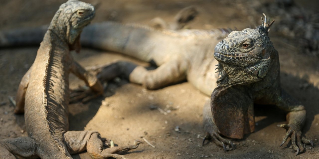 Tayvan'da "Tarımı Olumsuz Etkileyen" 120 Binden Fazla Yeşil İguana İtlaf Edilecek