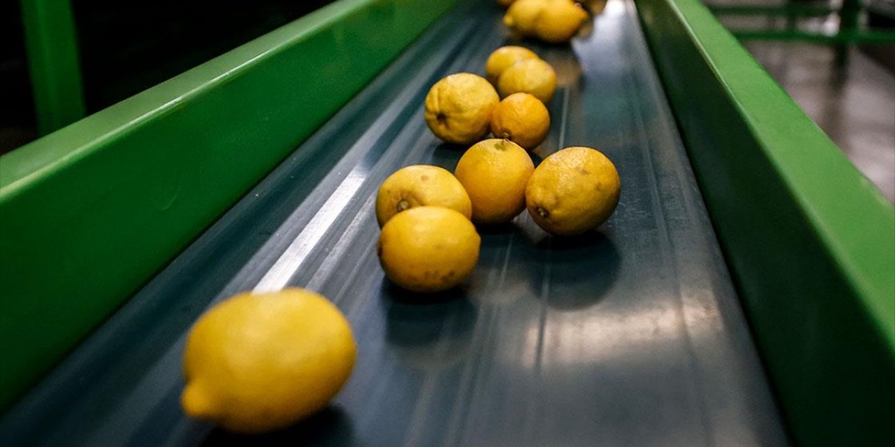 Narenciye İhracatı 2024'te Türkiye'ye 1 Milyar 46 Milyon 128 Bin Dolar Getirdi