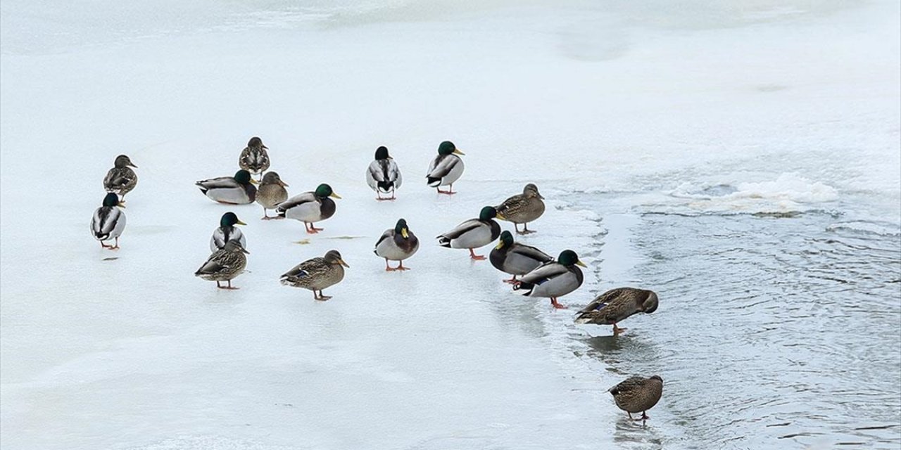Kars Çayı'nda Buzlar Arasında Yiyecek Arayan Yeşilbaş Ördekler Görüntülendi