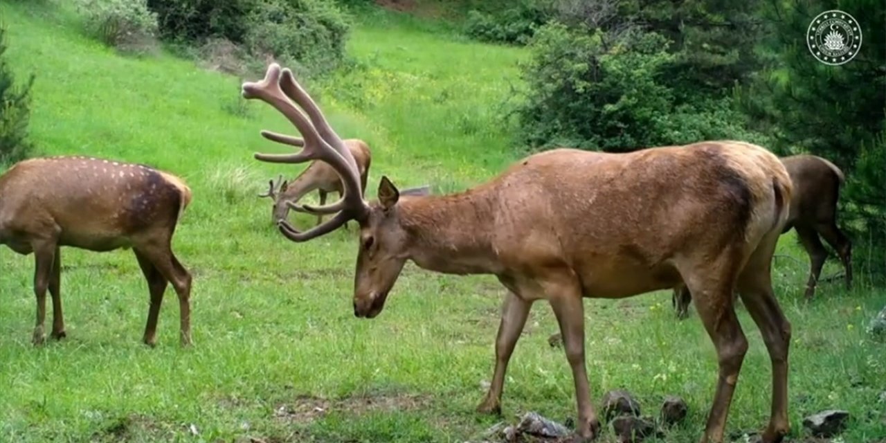 Çorum'da Yabani Hayvanlar Fotokapan İle Görüntülendi