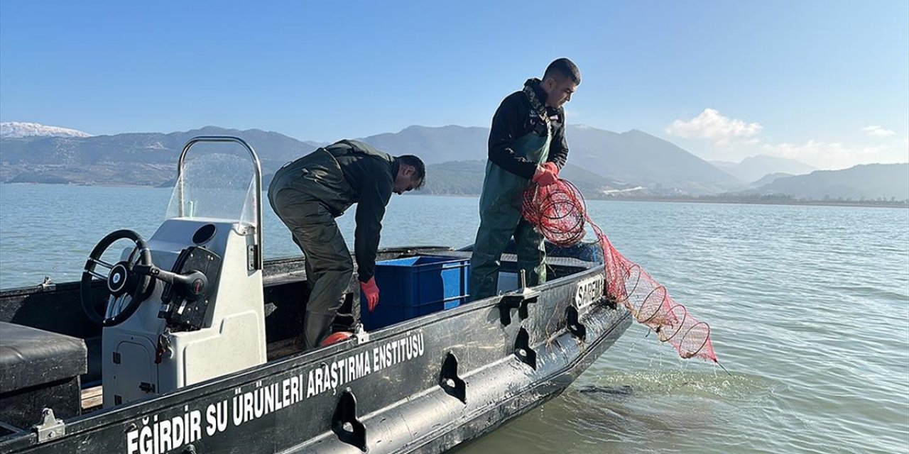 Laboratuvarda Kuluçkada Bekletilen Kerevit Yumurtalarından Vebaya Dirençli Yavrular Yetiştirildi