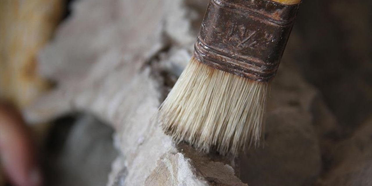 Danimarka'da 66 Milyon Yıllık Fosilleşmiş Hayvan Kusmuğu Bulundu