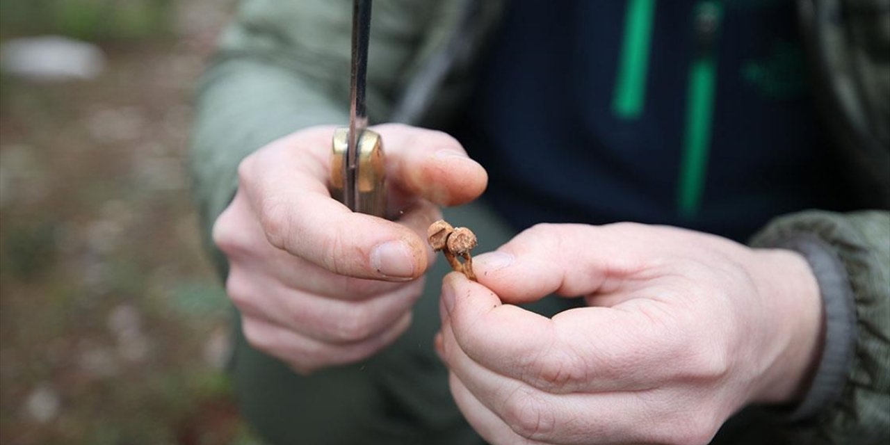 Önce "Avcısı" Ardından "Uzmanı" Olduğu Mantarı Türkiye'yi Gezerek Tanıtıyor