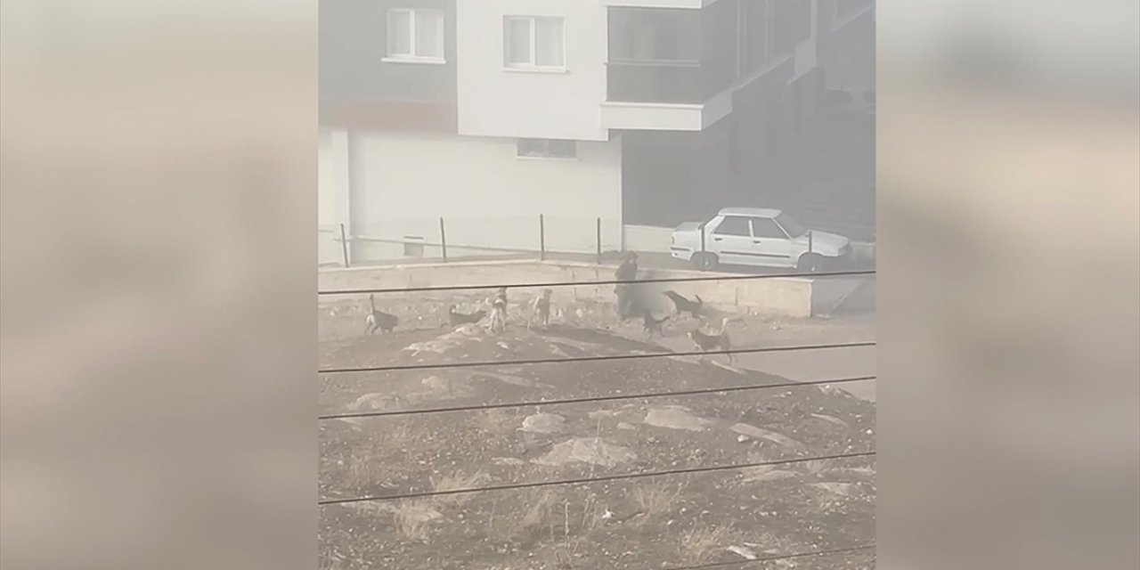 Sahipsiz Köpeklerin Saldırdığı Hamile Kadın, Bebeğini Kaybetme Tehlikesi Yaşıyor