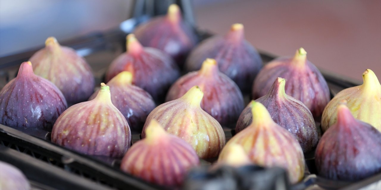 AB Tescilli Bursa Siyah İnciri 32 Ülkede Ağızları Tatlandırdı