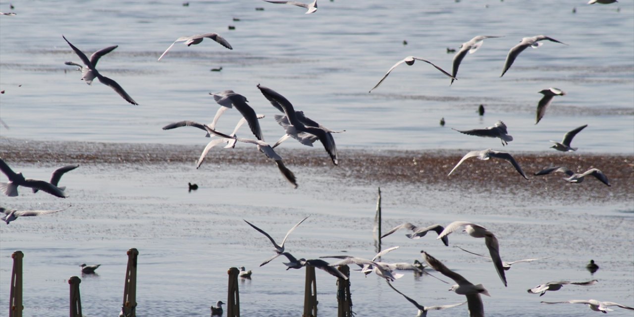 Türkiye Üzerinden Göç Eden 490 Kuş Türünden 292'si Konya'daki Sulak Alanlara Uğradı