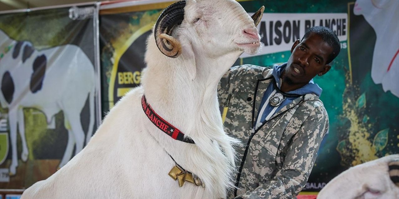 Senegal'de "Koyunların Kralı Ladoumlar" Podyuma Çıktı