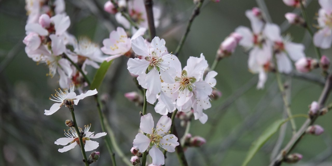 Mevsim Normallerinin Üzerindeki Sıcaklık Balıkesir'de Meyve Ağaçlarına Çiçek Açtırdı