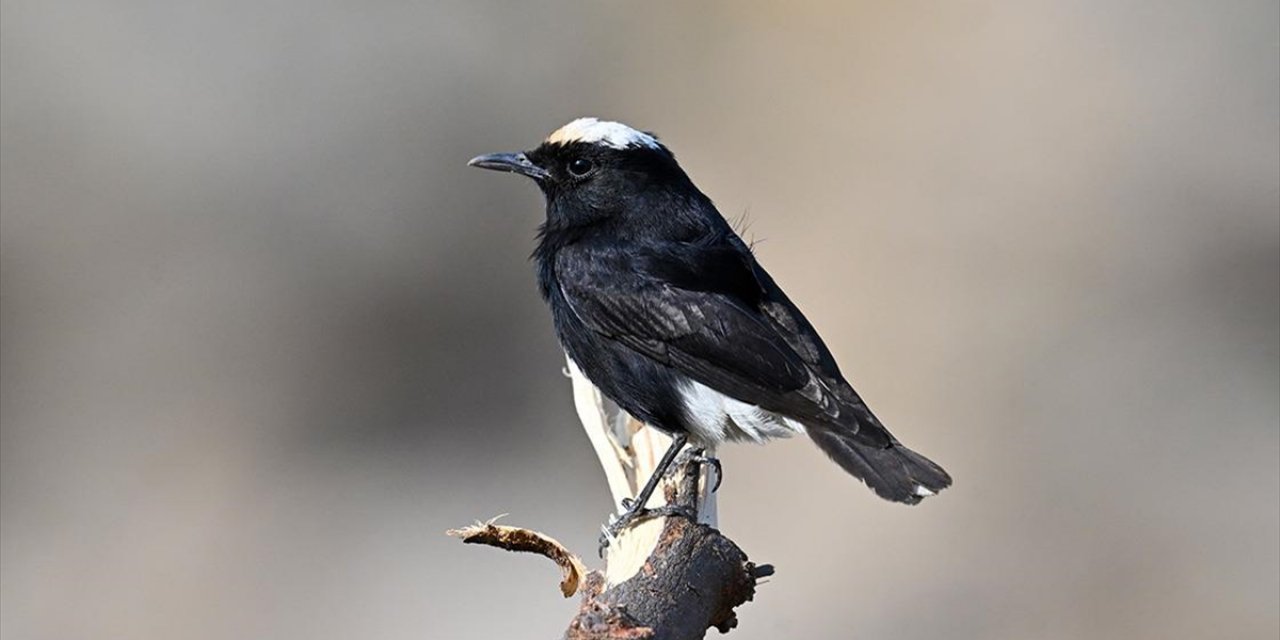 Kuş Gözlemcisi Genç, Yarıyıl Tatilinde Samandağ'da Nadir Kuş Türünü Kaydetti