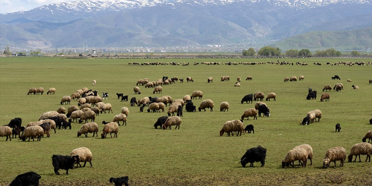 Hayvancılığa Destek Projesi Kırmızı Et Üretimini Artıracak