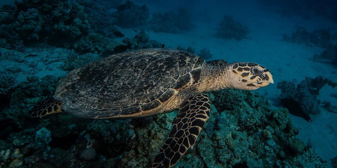 Bilim İnsanları Deniz Kaplumbağalarının "Kayıp Yılları"na Işık Tuttu