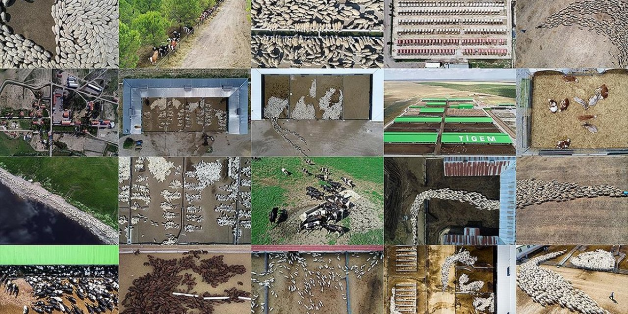 Kırsalda Bereket, Hayvancılığa Destek Projesi'ne Başvurular Başladı