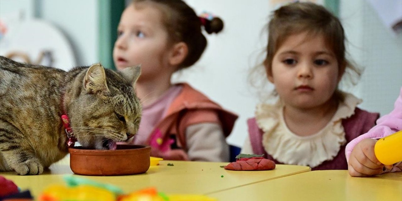 Depremzede Kedi "Püsük" Kendisine Kucak Açan Anaokulunun Neşesi Oldu