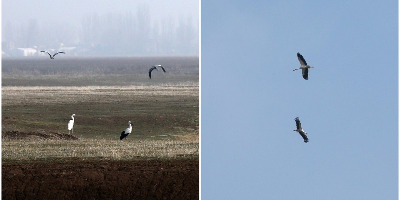 Muş Ovası'nın Kanatlı Misafirleri Kışın Da Göç Etmedi