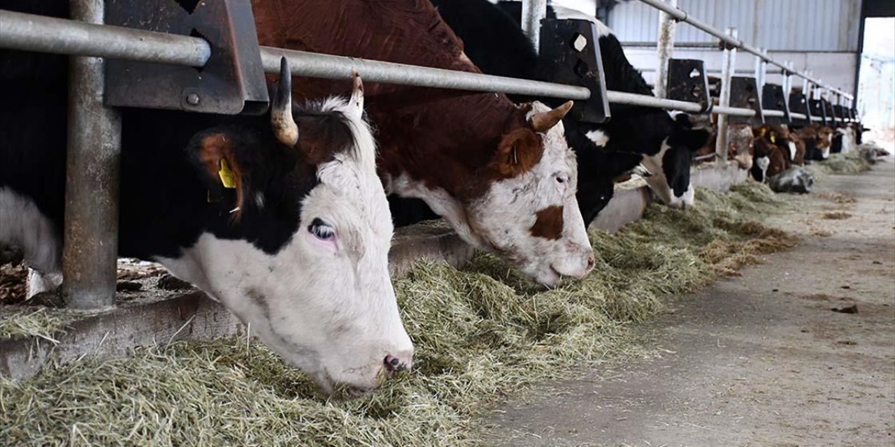 Büyükbaş Hayvan Sayısı 2024'te Yaklaşık 17 Milyon, Küçükbaş Sayısı 54,9 Milyon Oldu