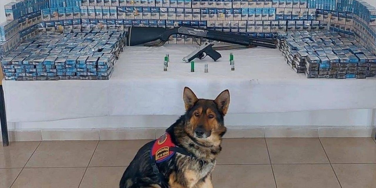 Erzurum'da Dedektör Köpek "zahir"in Desteğiyle Kaçak Sigara, Tüfek Ve Tabanca Yakalandı