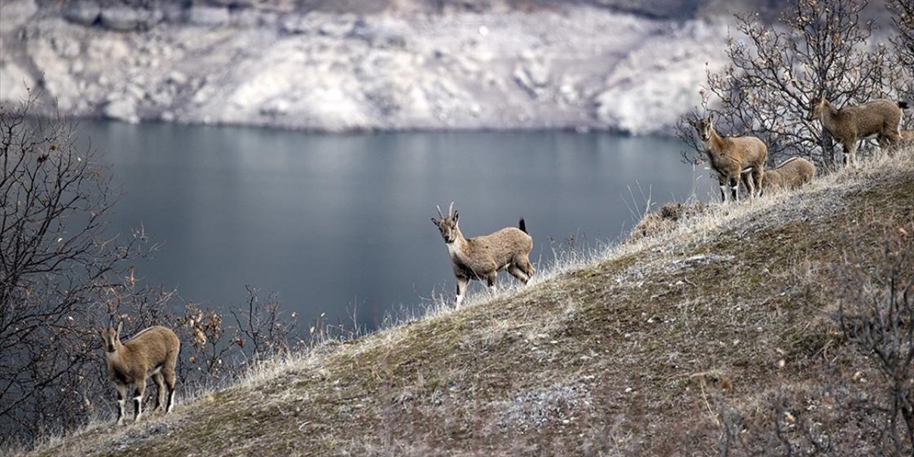 Tunceli'de Karlı Zirvelerden İnen Yaban Keçileri Görüntülendi