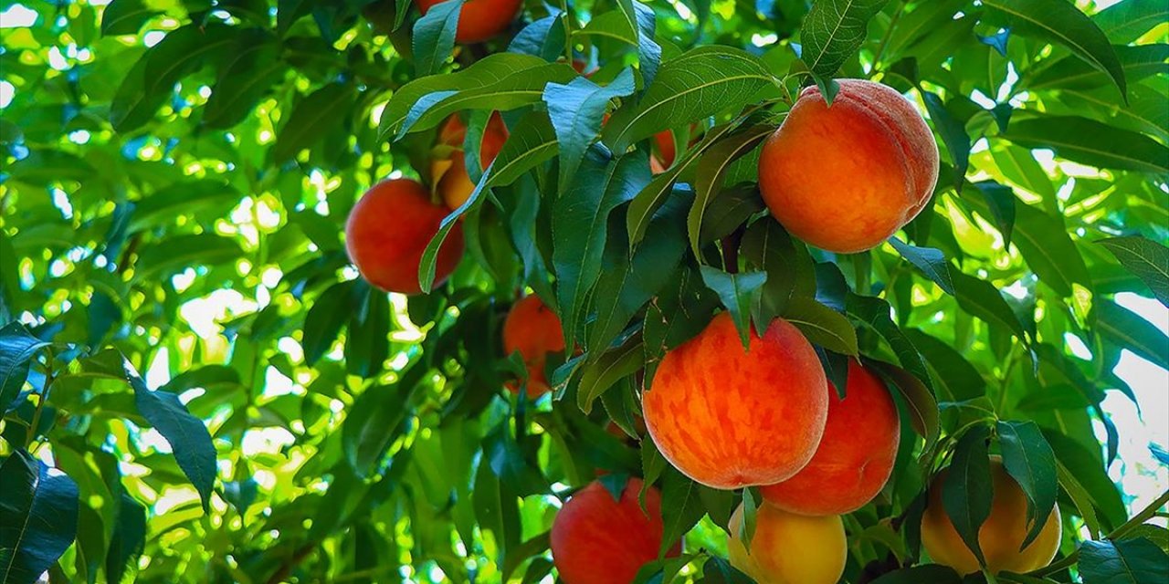 AB Tescilli Bursa Şeftalisi 26 Ülkede Ağızları Tatlandırdı