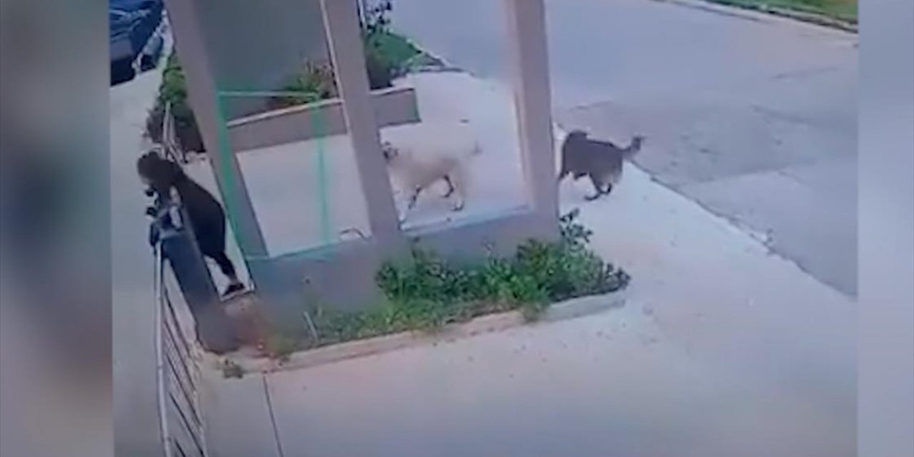 Mersin'de Sahipsiz Köpeklerin Bir Kadına Saldırısı Güvenlik Kamerasında
