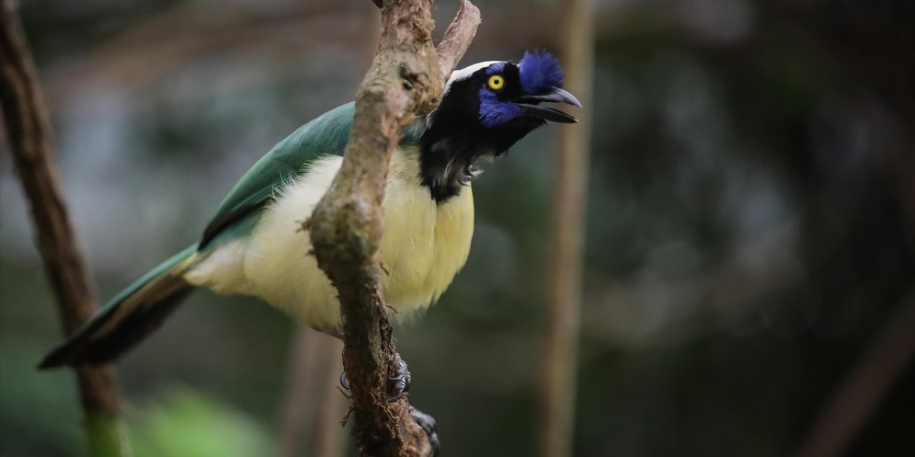 Cennet Kuşu Familyasındaki Kuşların Neredeyse Hepsi Biyofloresan Özelliği Taşıyor