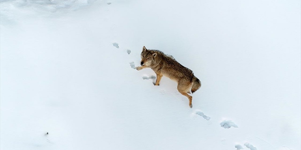Munzur Vadisi Milli Parkı'nda Yiyecek Arayan Kurtlar Dronla Görüntülendi