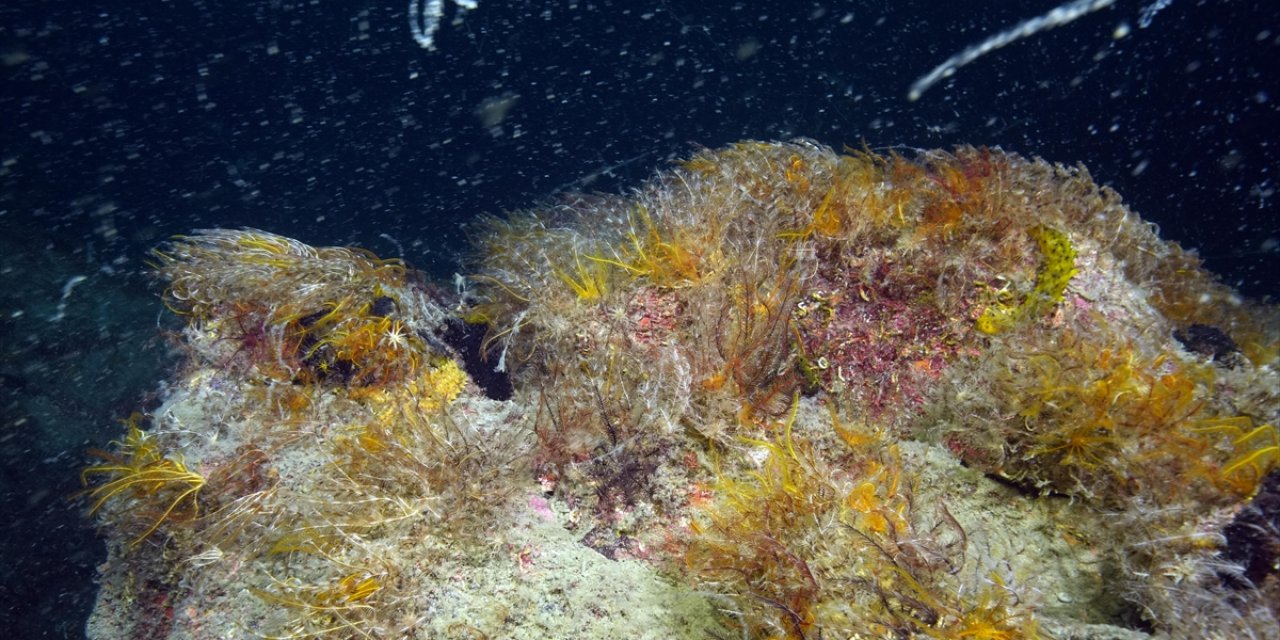 Büyükada ve Sivriada'da Müsilajın Denizel Ekosisteme Etkisi Görüntülendi