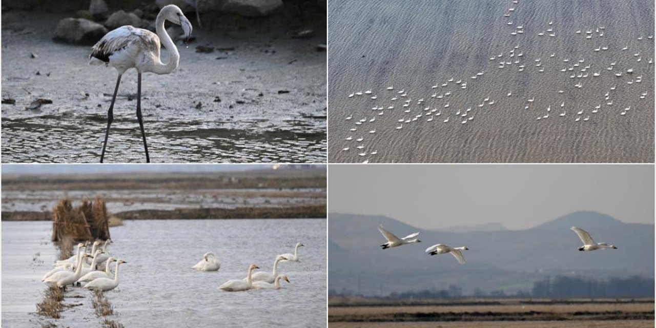 Gala Gölü Milli Parkı 250'ye Yakın Kuş Türüne Ev Sahipliği Yapıyor