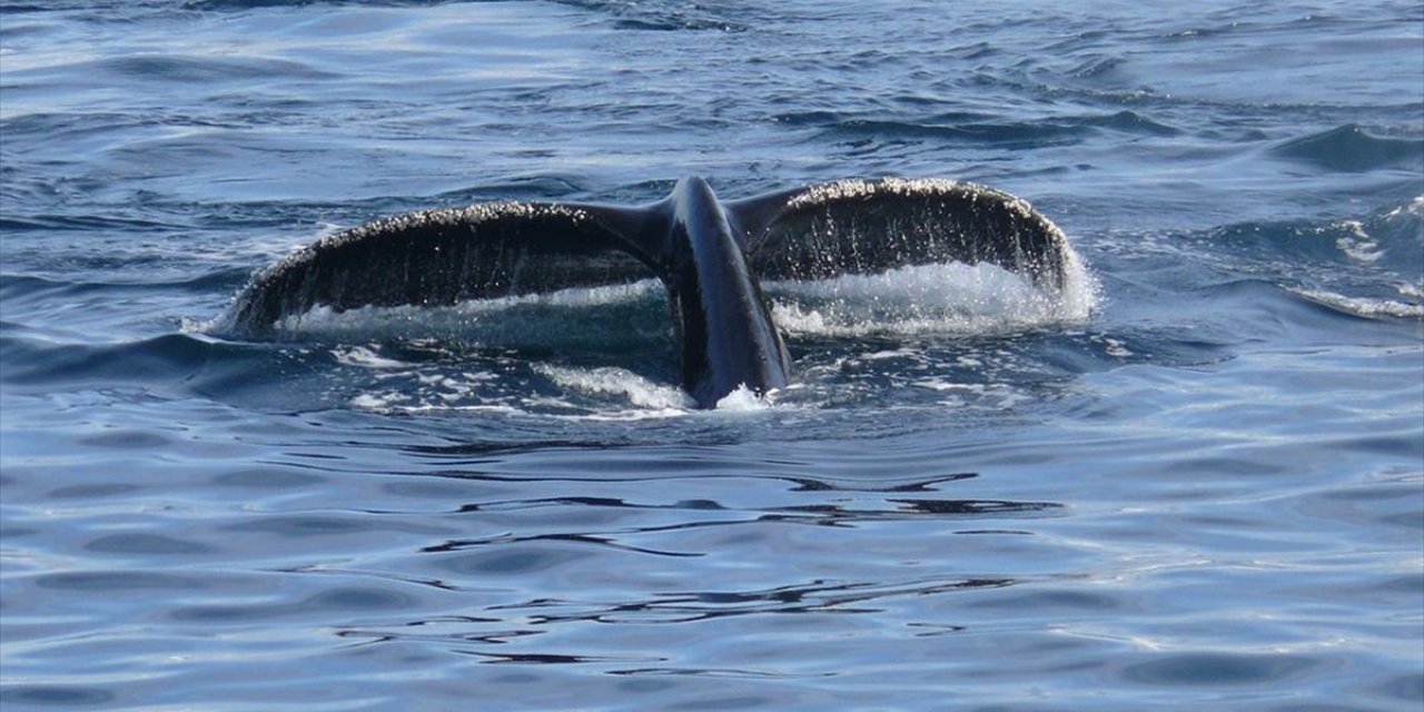 Avustralya'da 157 Yalancı Katil Balina Karaya Vurdu