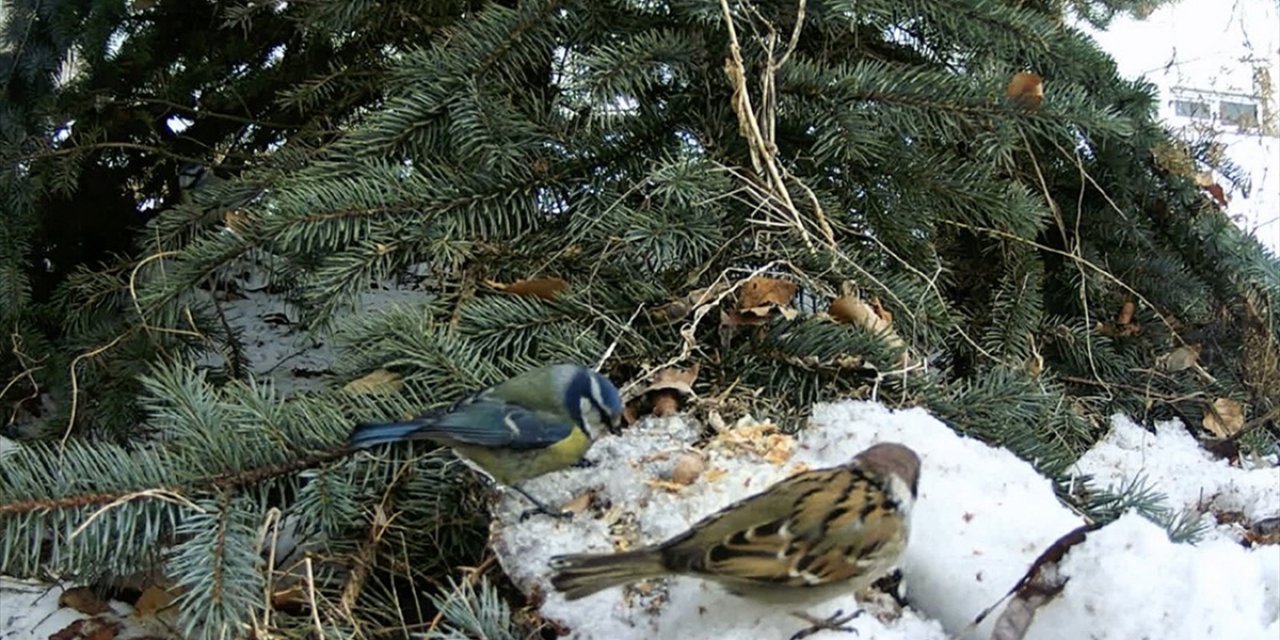 Erzurum'da Serçe ve Mavi Baştankara Kuşları, Birlikte Beslenirken Görüntülendi
