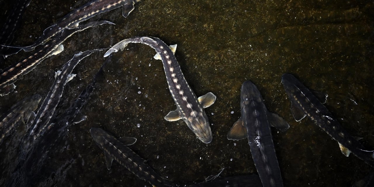 Türk Somonundan Sonra "Türk Havyarı" da Dünya Piyasasında Olacak
