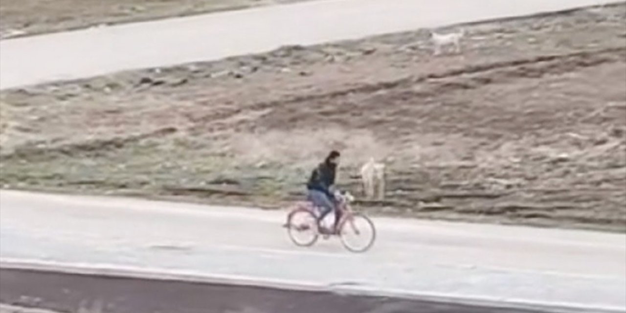 Adıyaman'da Sahipsiz Köpeklerin Okula Giden Çocuğa Saldırısı Cep Telefonu Kamerasında