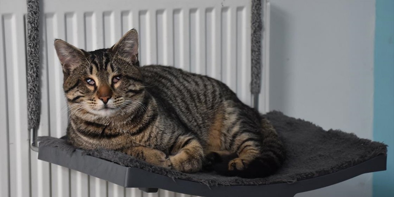 Tedavisini Yaptığı Görme Engelli Kedi "Yogi"ye Kliniğinde Bakıyor