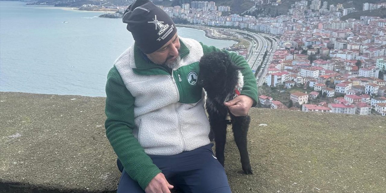 Annesinin Kabullenmediği Kuzuyu Esnaf Evde Besliyor