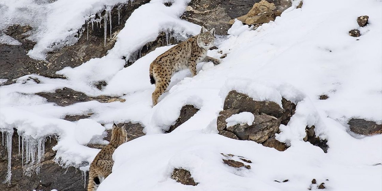 Nesli Tehlike Altındaki Vaşaklar Tunceli'nin Karlı Dağlarında Görüntülendi