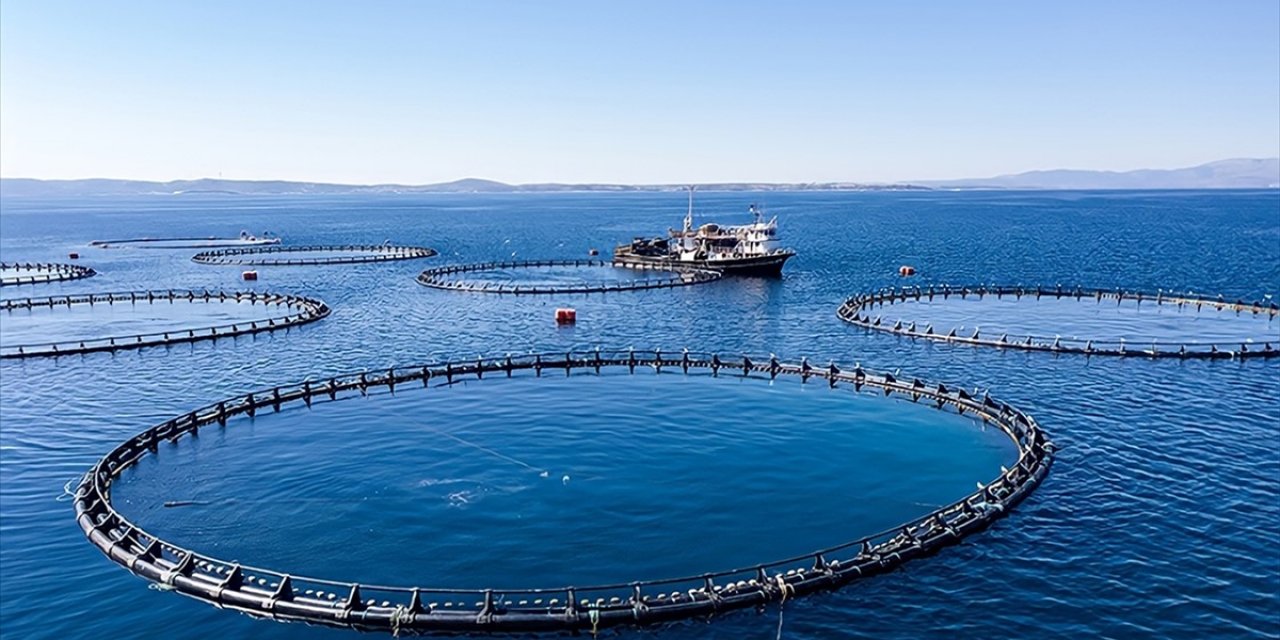 Karadeniz'in Su Ürünleri İhracat Geliri Yılın İlk Ayında 19 Milyon Doları Aştı