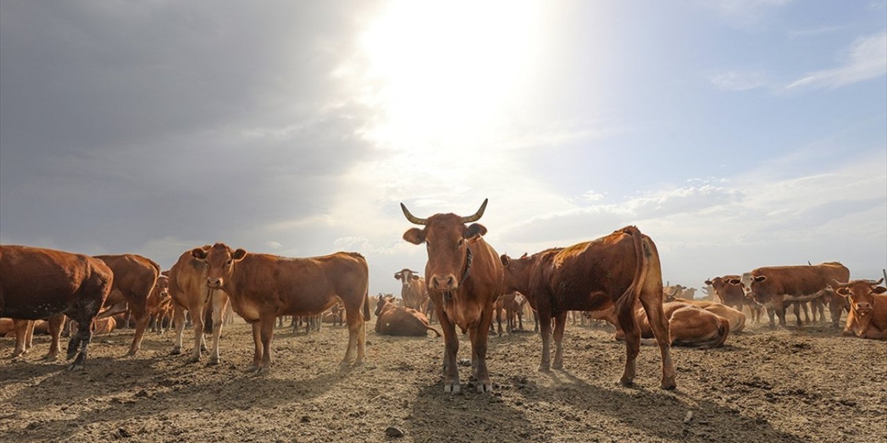 Hayvancılık Desteklemeleri Uygulama Tebliği'nde Değişiklik Yapıldı