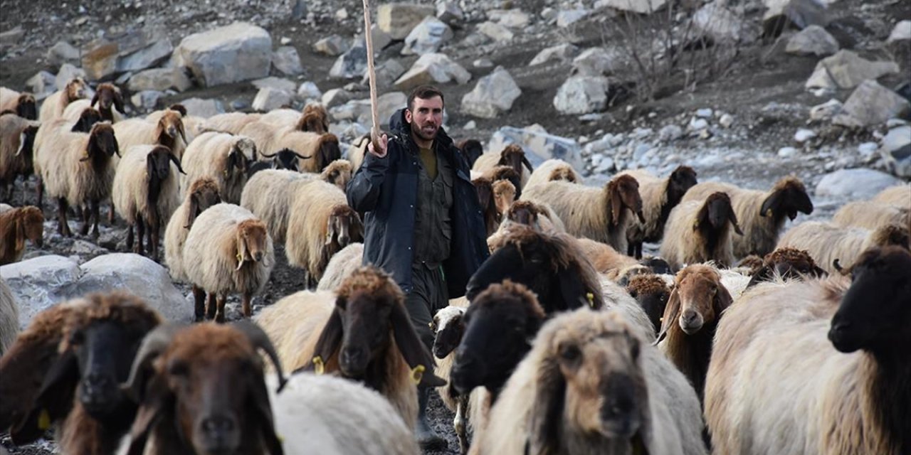 Cudi Dağı Etekleri Yeni Doğan Kuzuların Sesleriyle Yankılanıyor