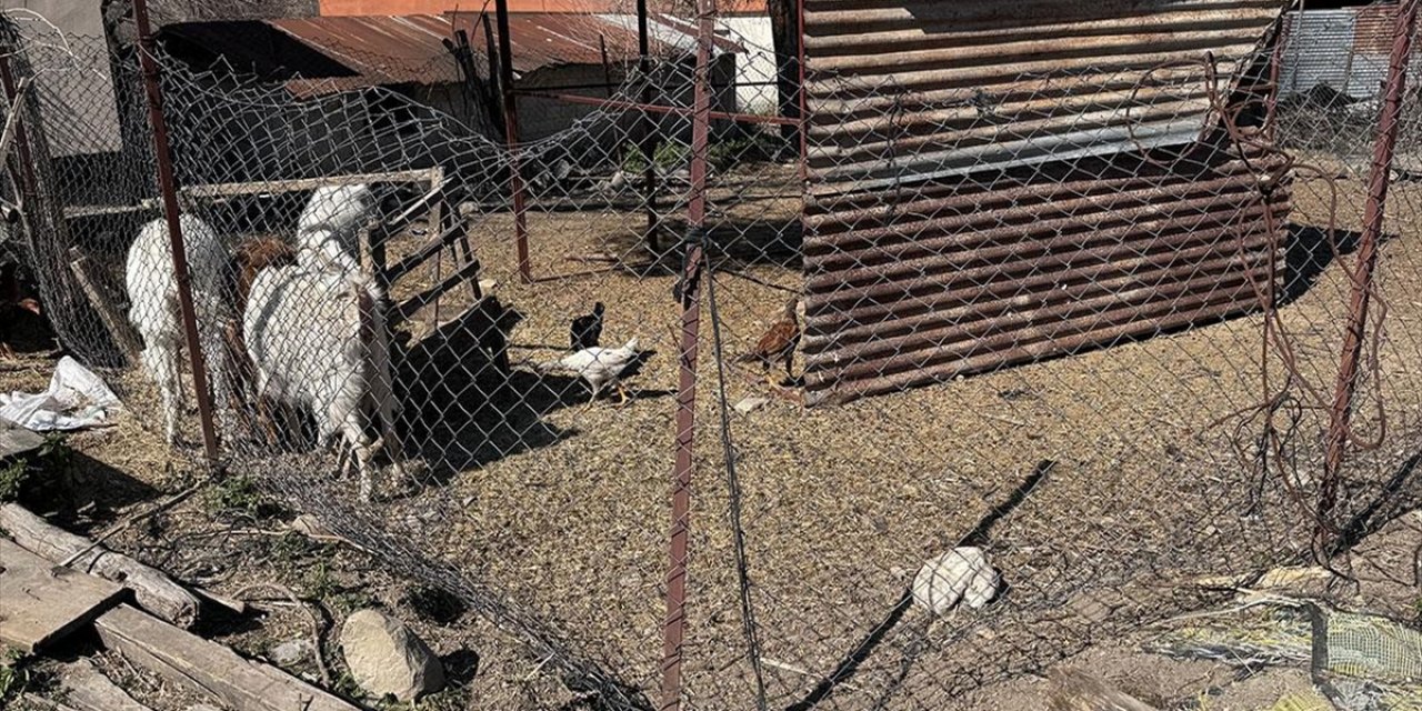 Osmaniye'de Sahipsiz Köpekler 2 Keçi Yavrusunu Yaraladı