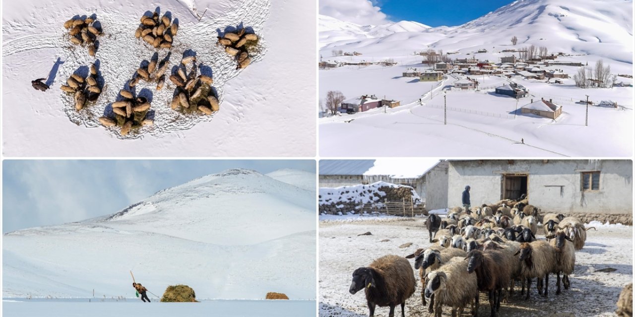 Vanlı Besiciler Hayvanları İçin Çetin Kış Şartlarına Göğüs Geriyor