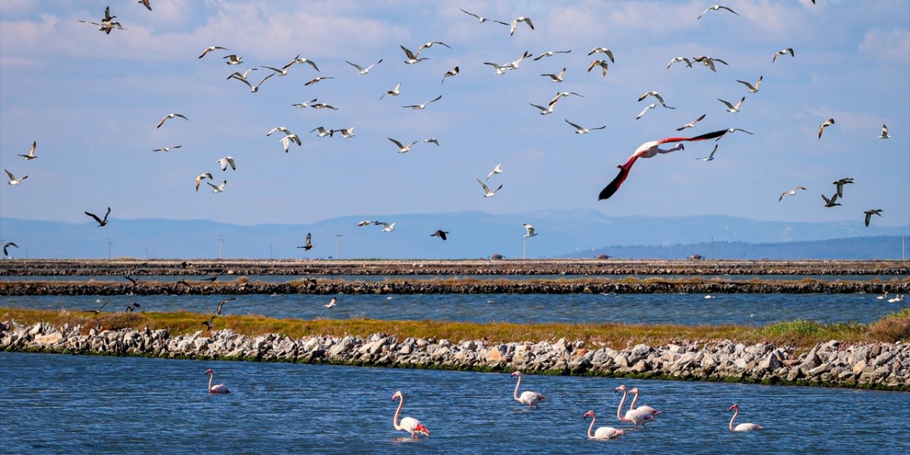 Ege'de Sulak Alanlardaki Su Kuşlarının Sayısı Arttı