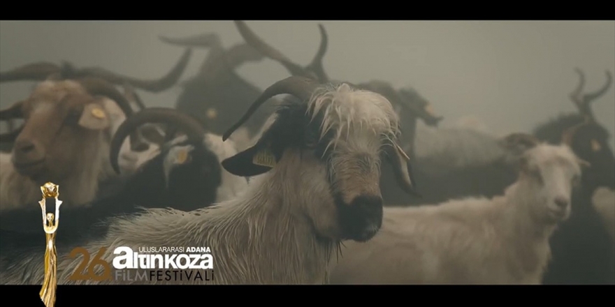 Çukurova'da 'Altın Koza' Heyecanı