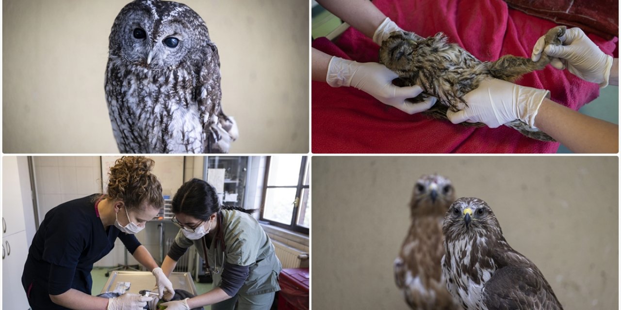 Yaralı Yaban Hayvanları Doğal Yaşamlarına Özgü Ortamlarda Hayata Tutunuyor