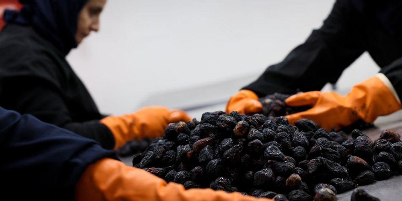 Türkiye'nin Yeni Kuru İncir Çeşidi "Siyah Orak" Küresel Pazarda Rekabeti Artıracak