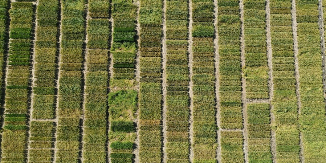 Edirne Geçen Yıl En Çok Çeltik Üretilen Kent Oldu