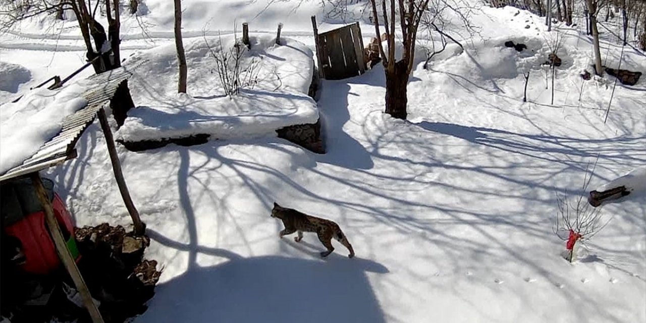 Artvin'de Yiyecek Arayan Vaşak Güvenlik Kamerasınca Görüntülendi