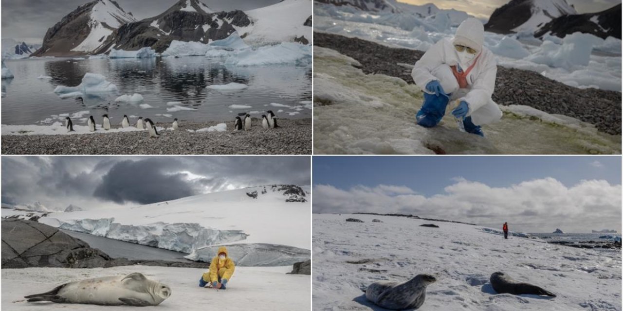 Kuş Gribi ve İnsan Kaynaklı Kirleticiler Antarktika'nın Geleceğini Etkiliyor