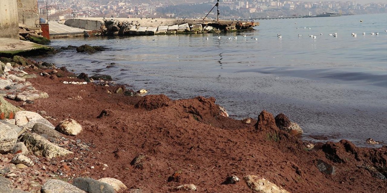 Tekirdağ'da Kuvvetli Rüzgar Nedeniyle Sahilin Bir Kısmına Kırmızı Yosun Birikti