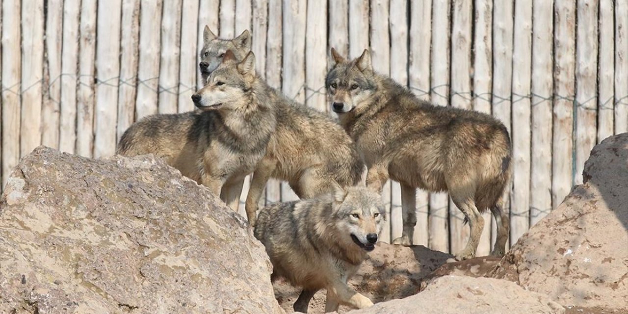 Doğada Yaralı Bulunan Yaban Hayvanları Hayvanat Bahçesinde Hayata Tutunuyor