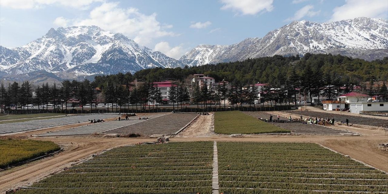 Kahramanmaraş'ta Fidanlar Kadınların Ellerinde Yeşeriyor