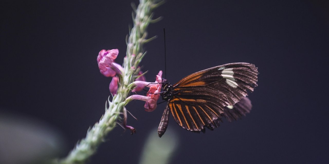ABD'deki Kelebek Popülasyonunun 2000-2020 Arası Yüzde 22 Azaldığı Belirlendi